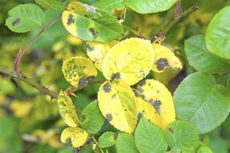 Save Your Roses Heres How To Fight Dreaded Black Spot Fungus