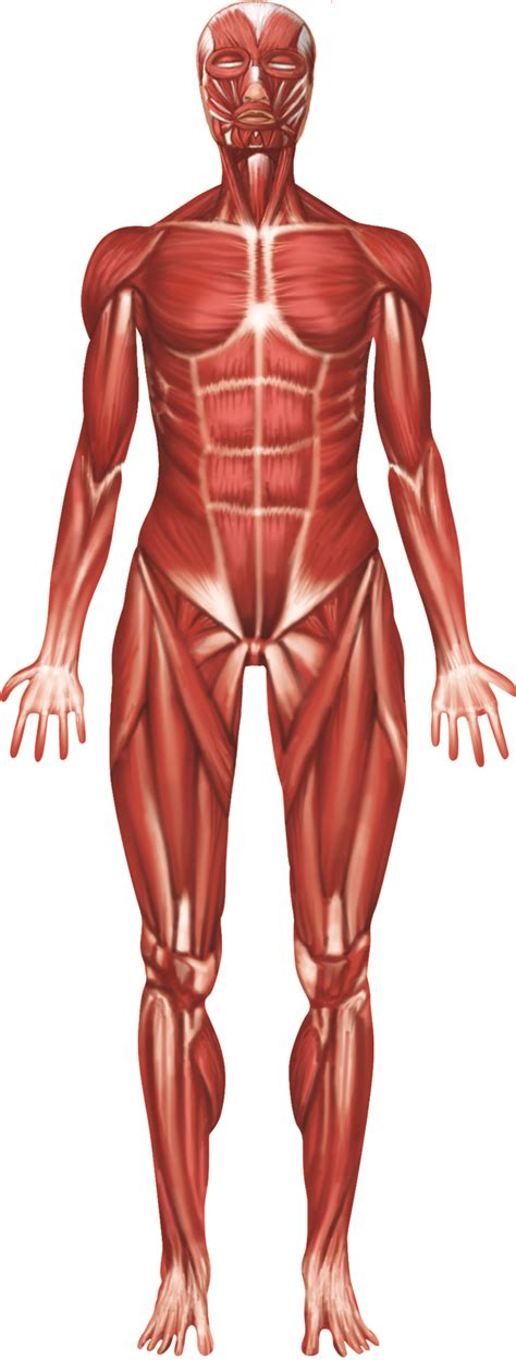 Labelled Muscular System Front And Back Muscles Of The Human Body