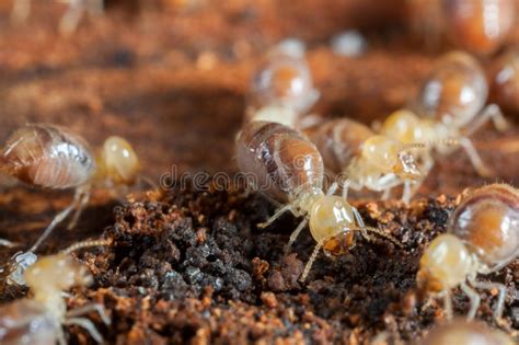 Termites Stock Image Image Of Soil Macro Insecta Tunnel 709047
