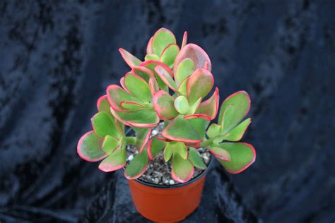 Crassula Ovata Hummels Sunset Succulent Plant Shop Ottershaw Cacti