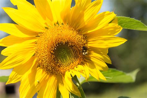 Chicken in Blue - Mammoth Sunflower Seed Packets – Cassidy Station