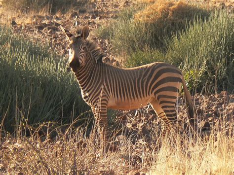 Mountain Zebra Facts Diet And Habitat Information