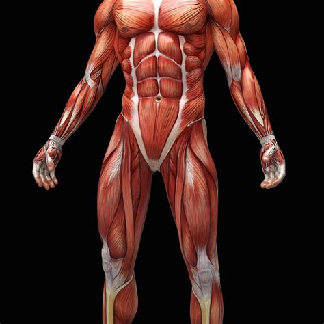 Muscle Pictures Of The Human Body Examquiz