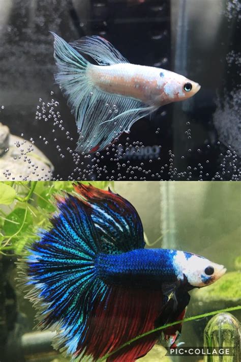 Best Month Transformation Images On Pholder Bettafish Progresspics And Getting Shredded
