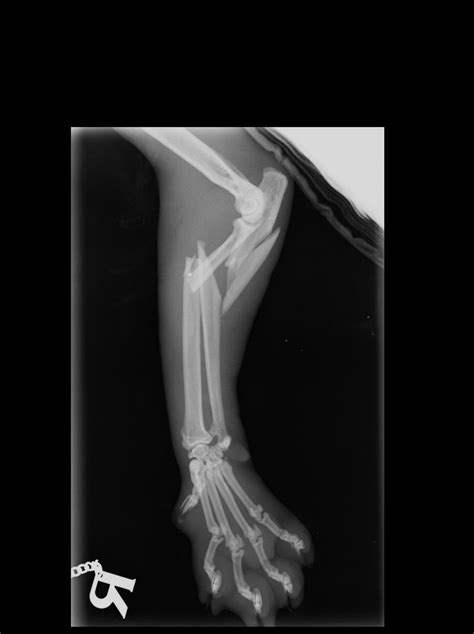 A fracture is a break in a bone. CAT BROKEN LEG | buyxraysonline