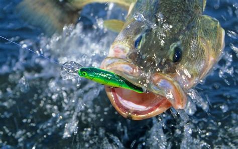 20 Best Dry Flies To Help You Catch More Fish Into Fly Fishing