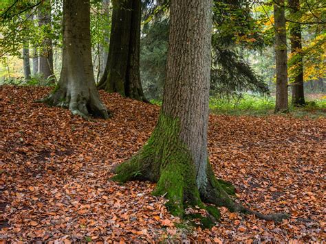 Photo Autumn Tree Trunks In Forest Landgoed Geijsteren By William
