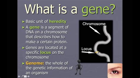 Chromosomes Genes And Alleles Ib Biology Youtube