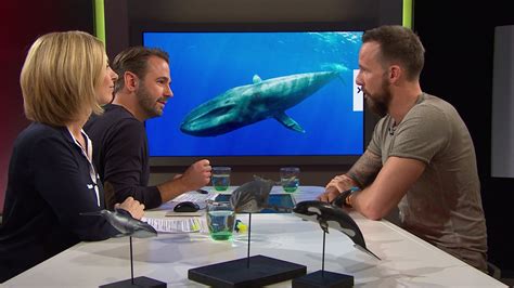 Sensible Wale rätselhafte Delfine Planet Wissen Sendungen A Z