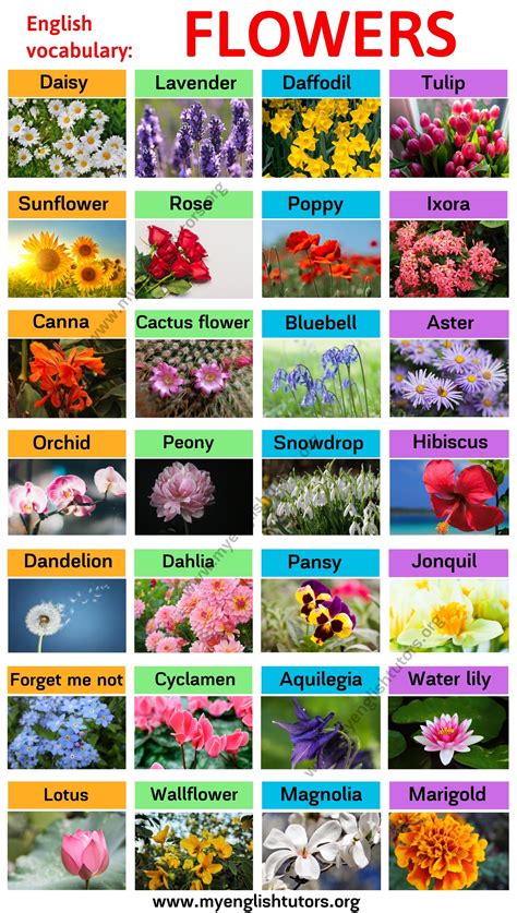 Flowers Name List Of Flower Names For Creativity The World Of