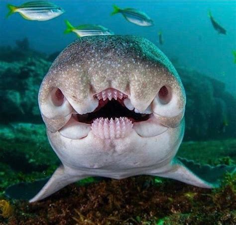 Home Twitter Ocean Creatures Deep Sea Creatures Cute Animals