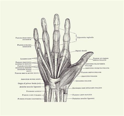 Hand Surface Anatomy Diagram