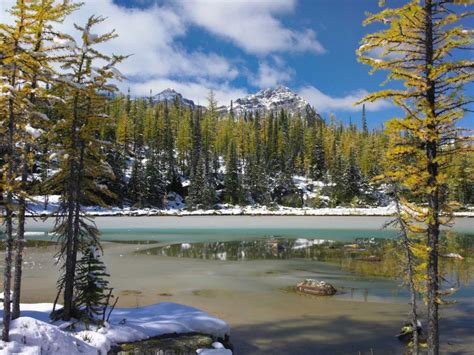 Boreal Forest In Light Snow Opabin Plateau Yoho National Park British