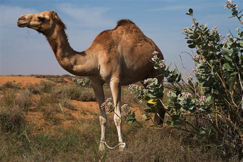 where do camels store their water video realclearscience