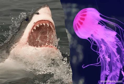 Do Sharks Eat Jellyfish Explained Ocean Fauna