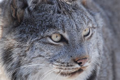 Canada Lynx — Wildlife Science Center