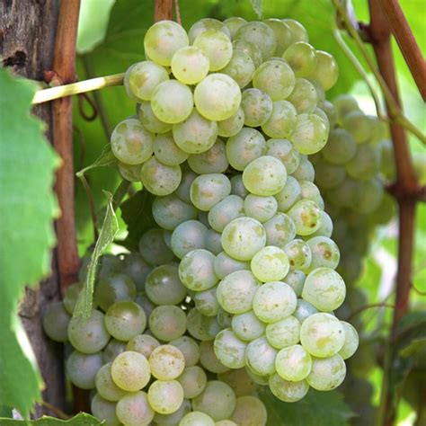 So no matter what type of fruit you prefer, whether it be citrus or sweet or. Van Zyverden Grapes Thompson Seedless Plants (3-Pack ...