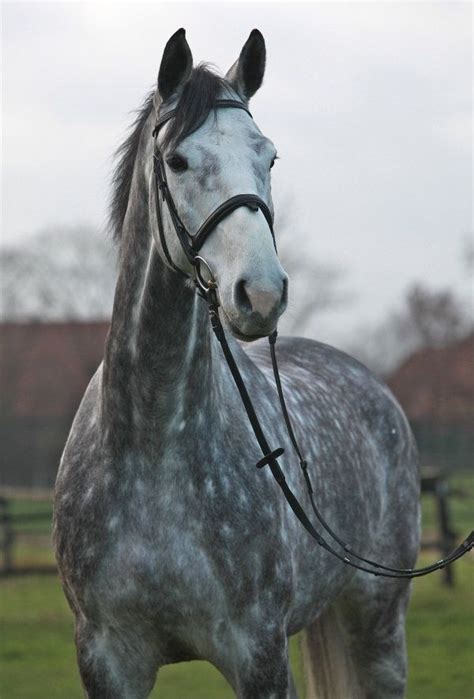 Dappled Grey Horse Cheval Gris Chevaux Gris Pommelés Image Cheval