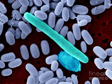 Clostridium Difficile Photograph By Scimat Pixels