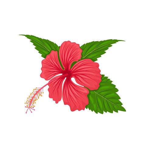 vector illustration hibiscus flower with leaves isolated on white background 15299323 vector