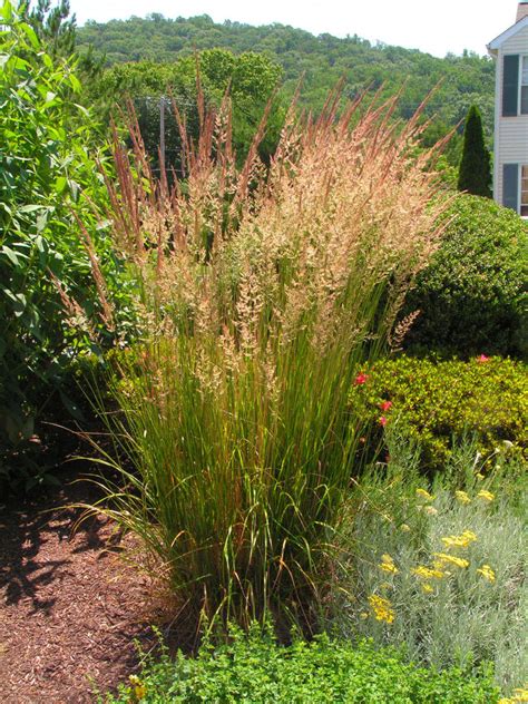 See more ideas about grass, flowers, spring. Ornamental Grasses