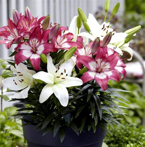 Growing Lily In Containers How To Grow Lily Plant Lillium Naturebring