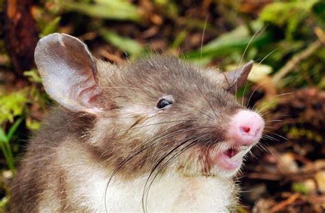 This Pig Nosed Rat With Vampire Teeth Will Haunt Your Dreams Live Science