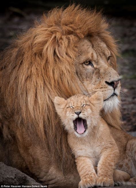 You Keep Lion Around Dad It Is Fathers Day Adorable Cub Snuggles Up