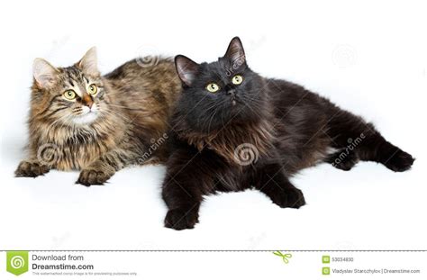 Two Cute Fluffy Cats Isolated On White Stock Photo Image Of Kitty