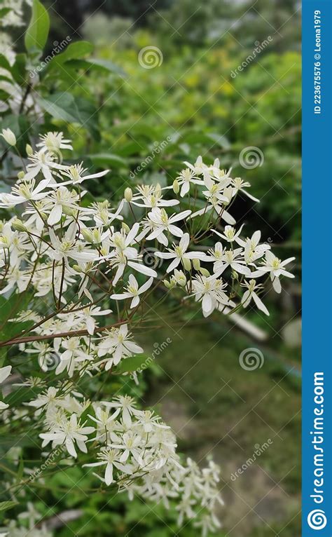 Small White Fragrant Flowers Of Clematis Recta Or Clematis Flammula Or