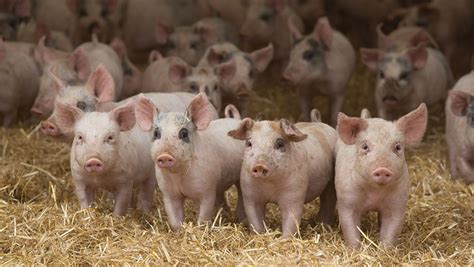 Qanda Advice On Successful Weaner Pig Management Farmers Weekly