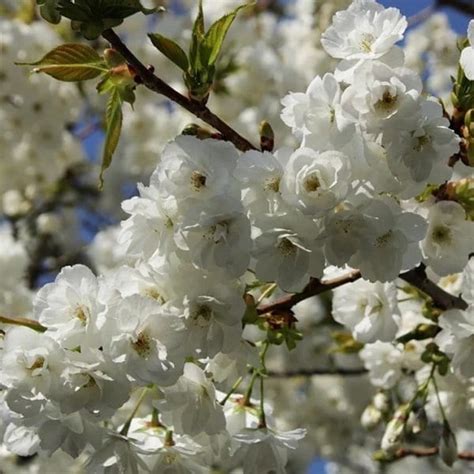 Mt Fuji Flowering Cherry 3 To 4 Feet Tall Ship In 3 Gal Pot