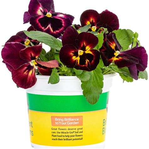 Miracle Gro Brilliant Blooms Sangria Pansy