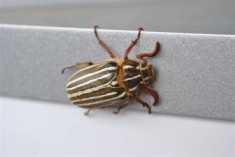A Ten Lined June Beetle I Had The Pleasure Of Meeting Awwnverts