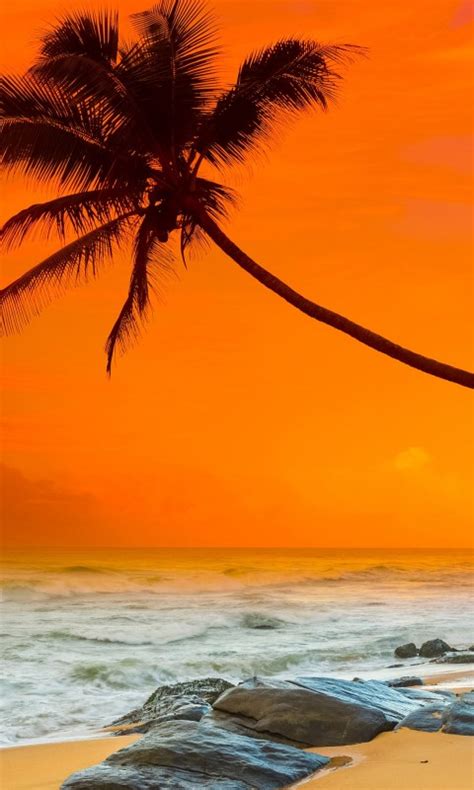 Slanting Palm Trees And Stones On Beach Sand Ocean Waves In Orange Sky
