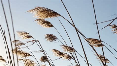 Reed Moving Gently In The Wind Stock Footage Video 1306219 Shutterstock