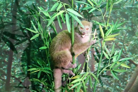 Western Lesser Bamboo Lemur Hapalemur Occidentalis Zoochat