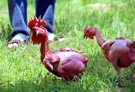 News Feed Geneticist Chickens Without Feathers