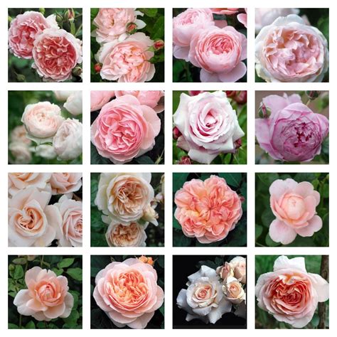 David austin roses are obviously incredibly special. David Austin Roses... In An English Country Garden - Vicki ...