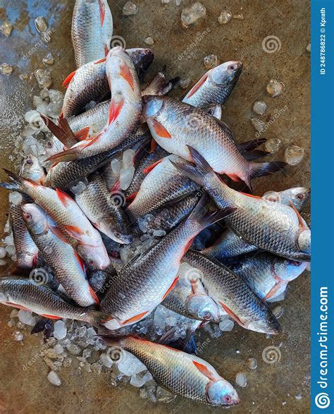 Big Pile Of Freshly Harvested Rohu Fish With Ice In Indian Fish Market