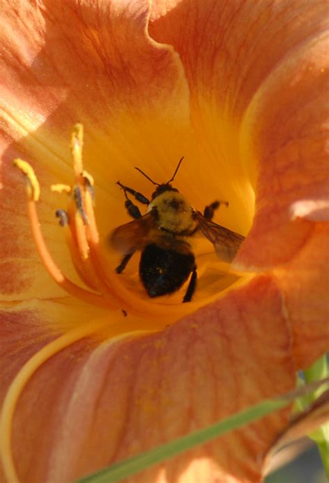 Bumble Bee In Lily Nikon D200 105mm Af Macro Lens John Flickr