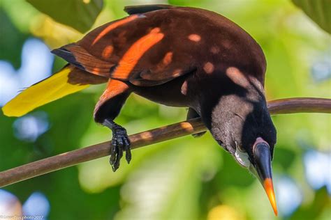 Montezuma Oropendola Psarocolius Montezuma Costa Rica Flickr
