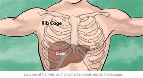 They are located just below the rib cage, one on each side of your spine. Liver Pain | Med Health Daily