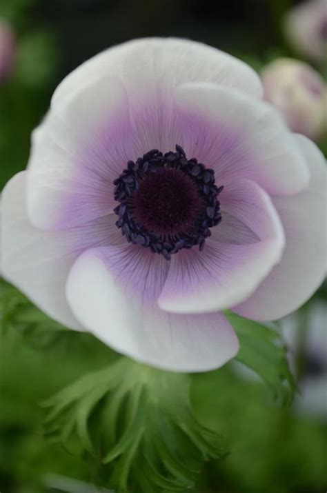 Anemone Harmony Pearl Love These Beauties Repin From Uk