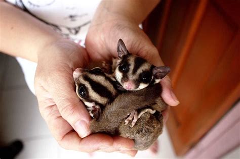 Breeding And Selling Sugar Gliders For A Profit A Complete Guide