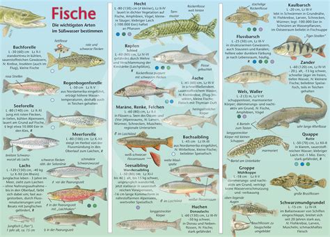 √ Fischarten Mit D Fischlexikon