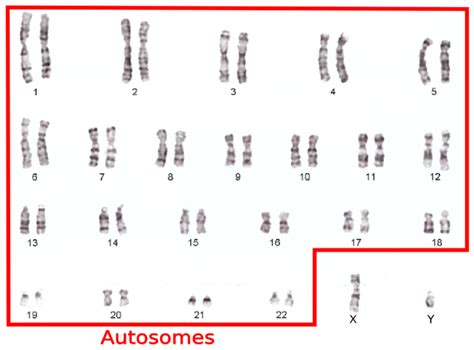 Biology Review Autosomes And Sex Chromosomes