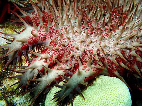 Crown Of Thorns Starfish Outbreak