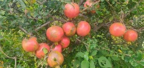 B Grade Pomegranate Dalimb 20 Kg Crate At Rs 45kg In Ahmednagar Id