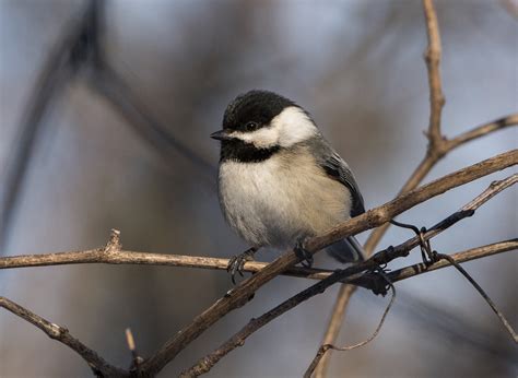 Black Capped Chickadees Are Preparing For Winter My Chicago Botanic